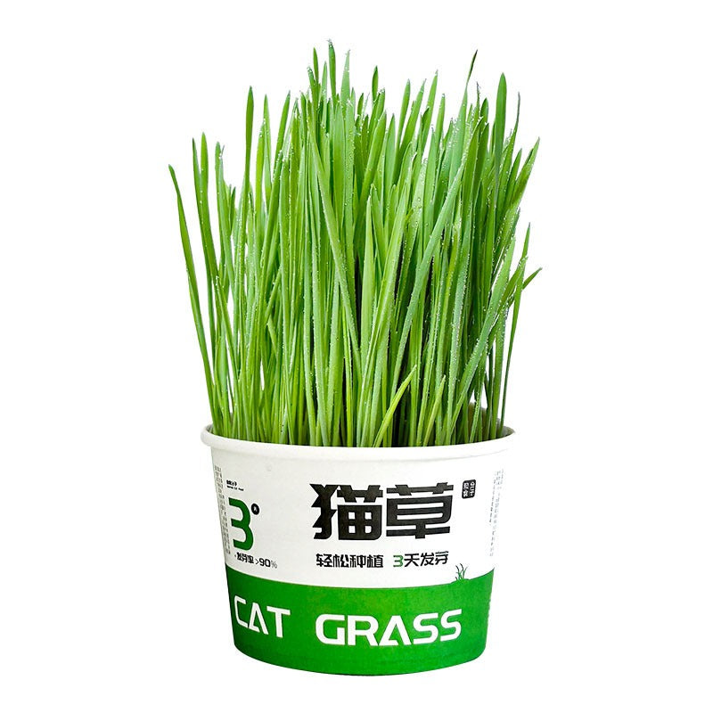 TailTalesZone Cat Grass Seeds - Grow Fresh & Healthy Cat Grass Plants at Home