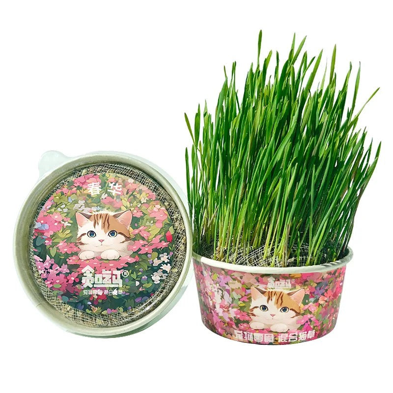 TailTalesZone Cat Grass Seeds - Grow Fresh & Healthy Cat Grass Plants at Home