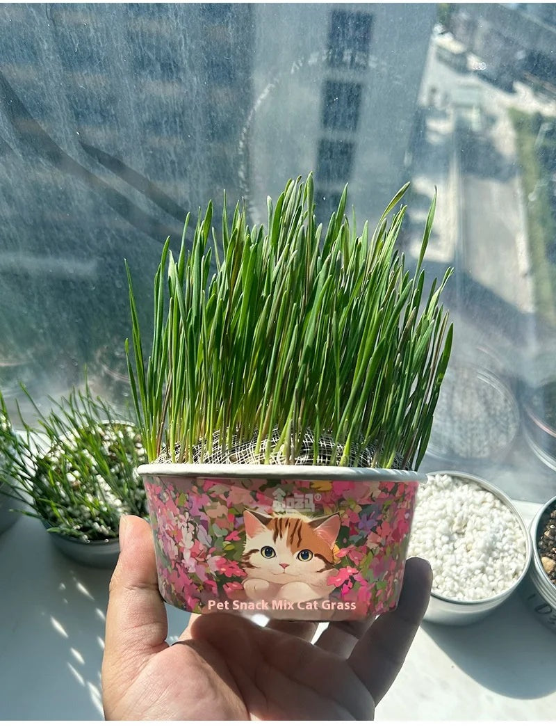 TailTalesZone Cat Grass Seeds - Grow Fresh & Healthy Cat Grass Plants at Home