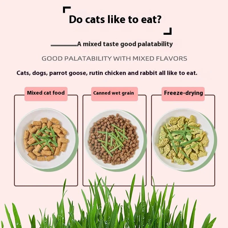 TailTalesZone Cat Grass Seeds - Grow Fresh & Healthy Cat Grass Plants at Home