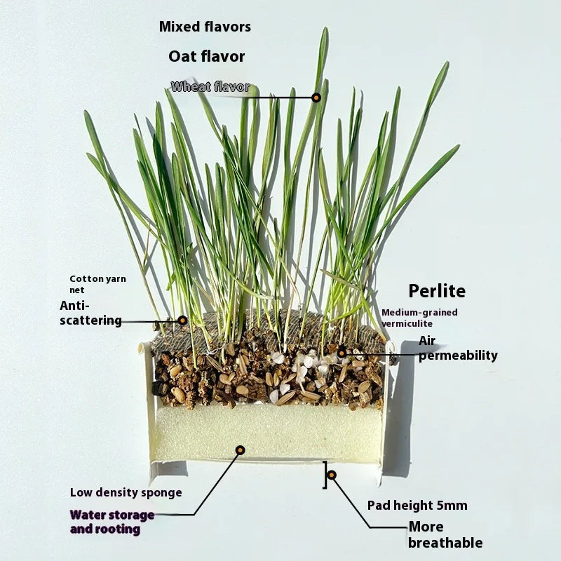 TailTalesZone Cat Grass Seeds - Grow Fresh & Healthy Cat Grass Plants at Home